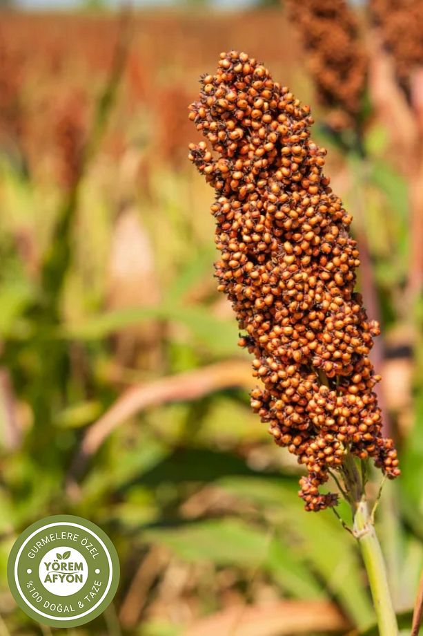 Yörem Afyon Meşhur Edirne Süpürge Otu Tohumu, Çalımsı Funda, Püren {erica Manipuliflora} | 160gr. - 3