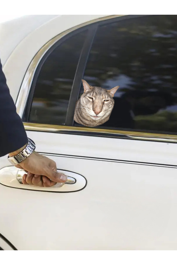 Crazy Cats Adhesive Sticker 15 - Car, Laptop, Macbook, Ipad, Tablet