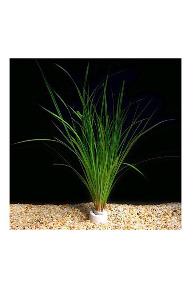 Cyperus Juncus Saksı Canlı Bitki - 1