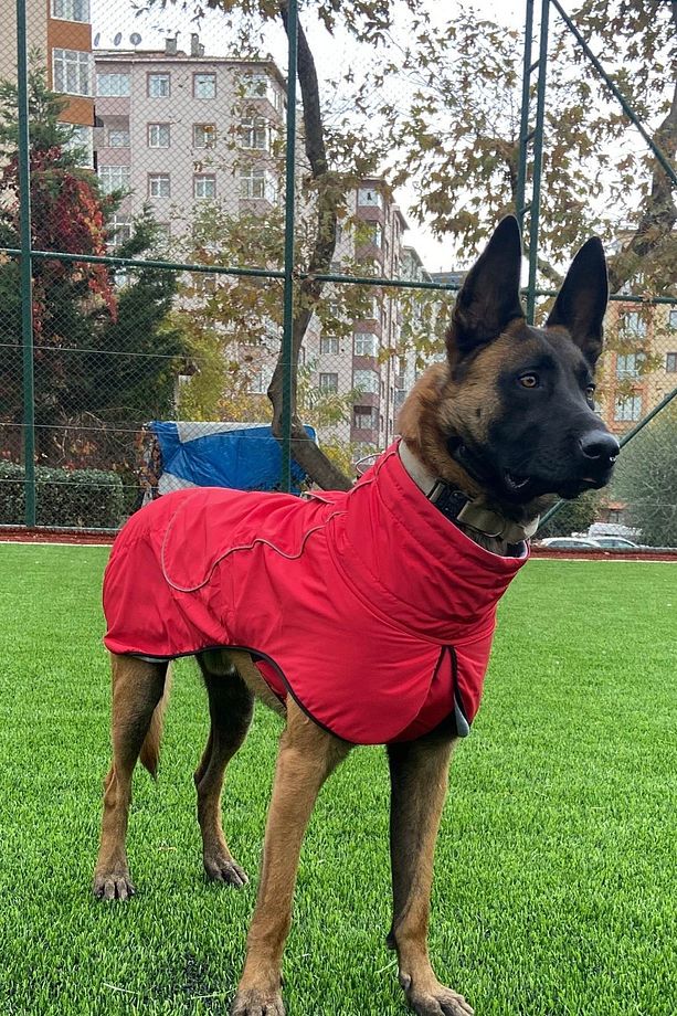 Büyük Irk Köpek Yağmurluğu, Köpek Yağmurluğu, Su Geçirmez Köpek Montu, Kırmızı 9-55kg - 6