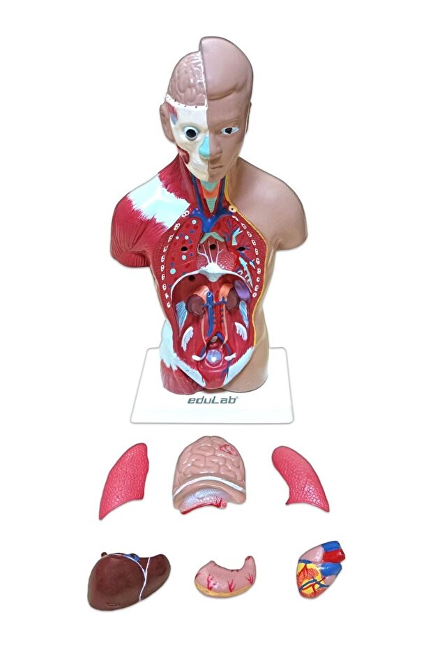Human Body Small 28 cm - 1
