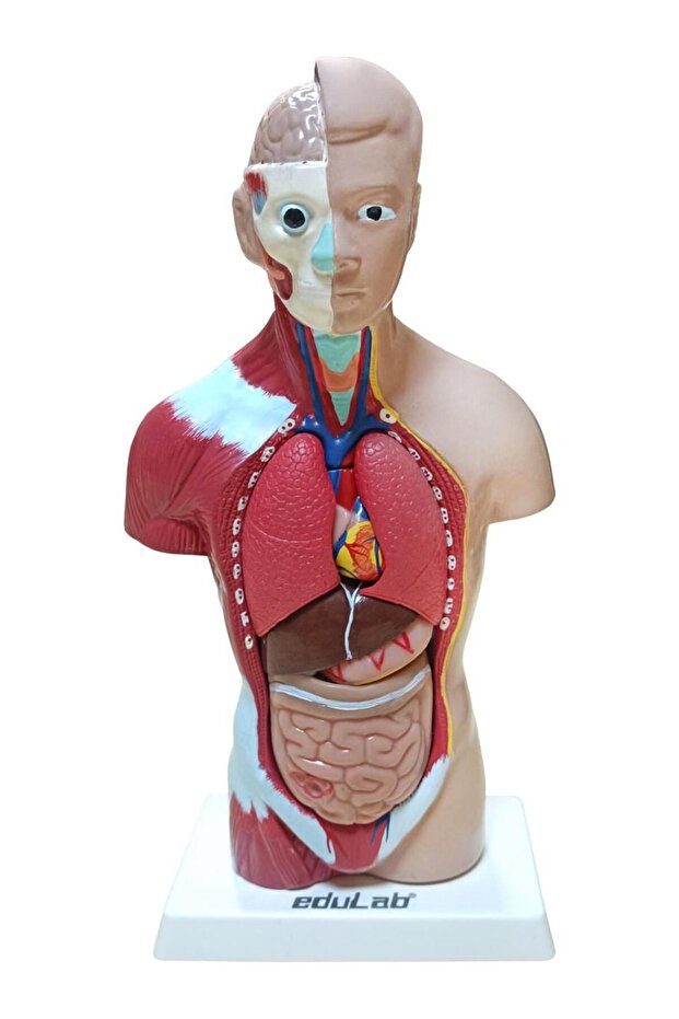 Human Body Small 28 cm - 3