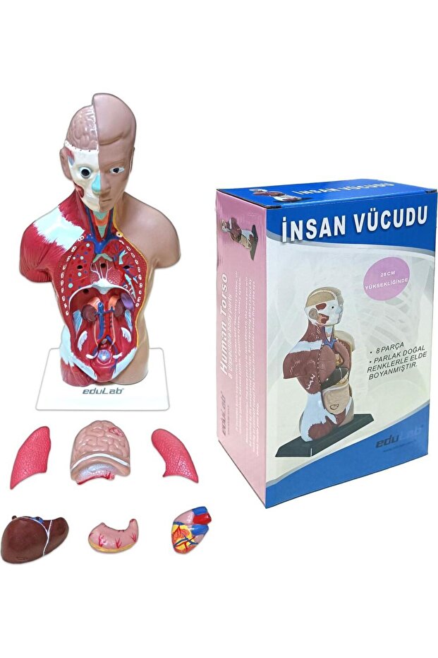 Human Body Small 28 cm - 5