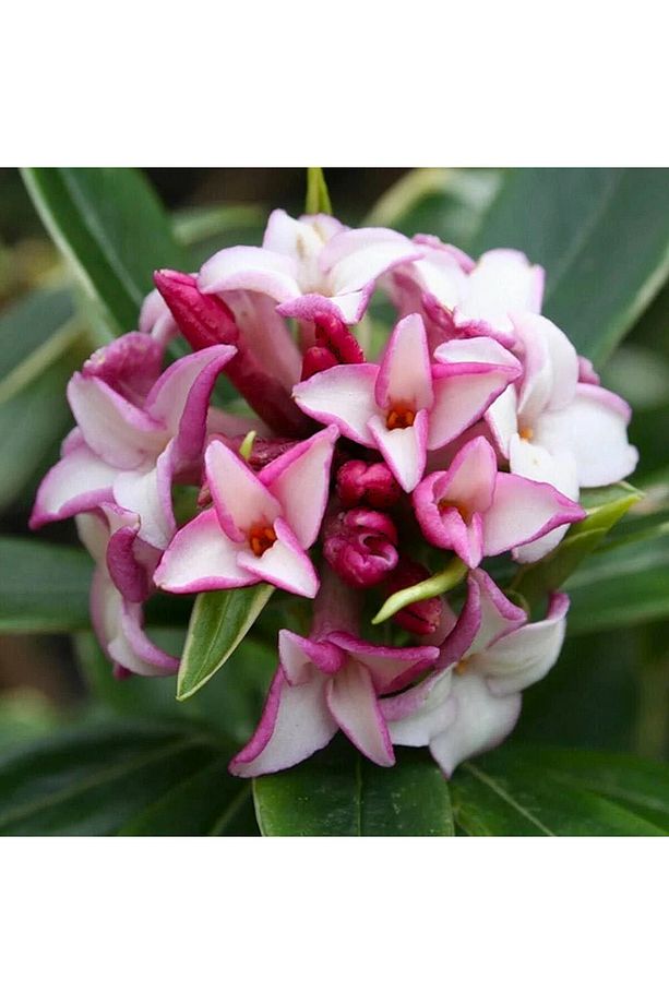 KAFKAS GÜLÜ FİDANI KOKULU - DAPHNE ODORA 'AUREOMARGINATA' - 2