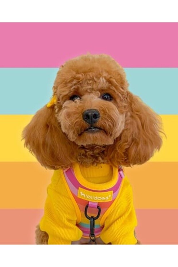 Rainbow Harness Set - 1