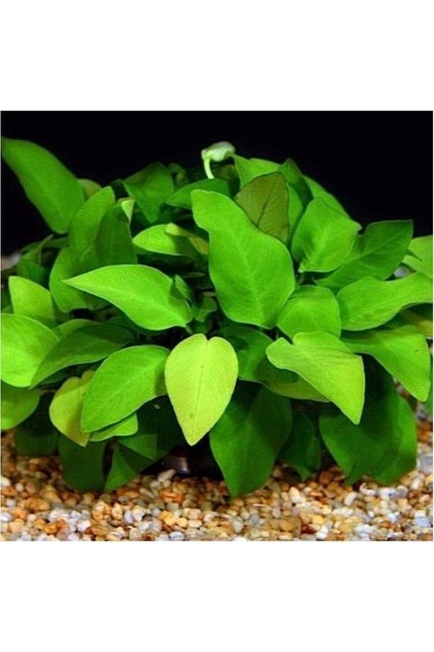 Akvaryum Bitkileri Anubias Barteri Var. 5-6 Yapraklı Kök Canlı Bitki - 2