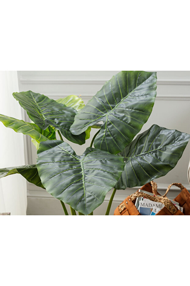 Anthemis Saksılı Bitki - 2