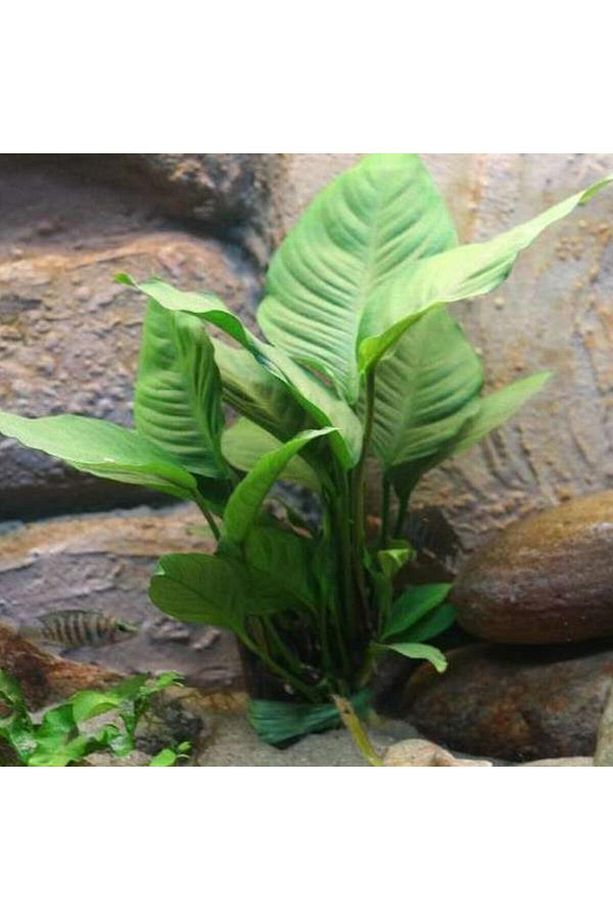 Anubias Heterophylla Saksı Canlı Bitki 5-7 Yaprak - 3