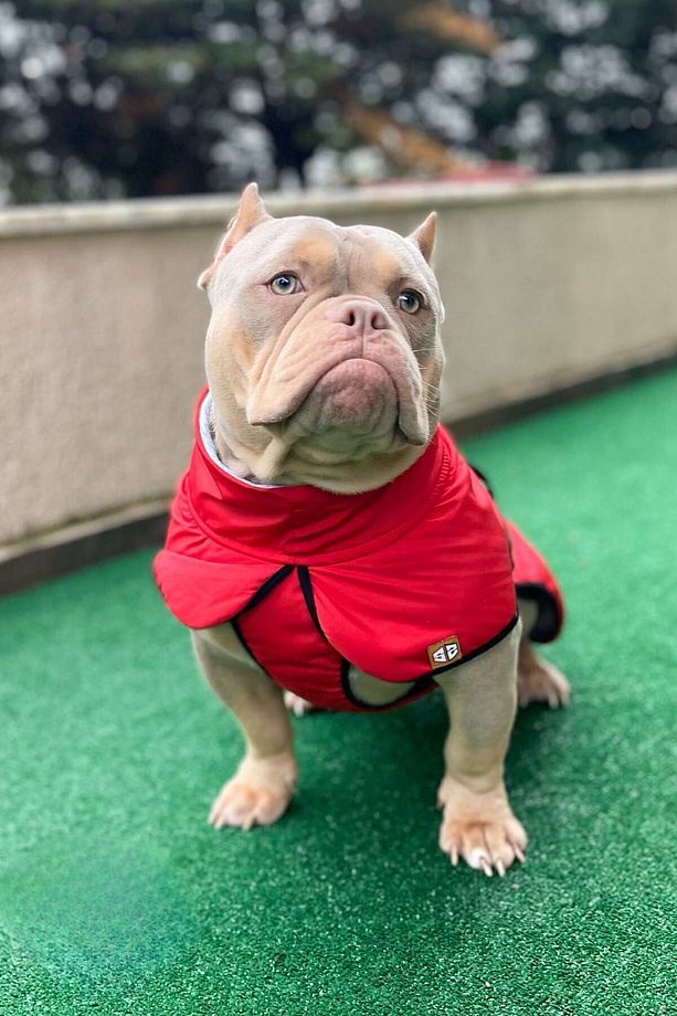 Büyük Irk Köpek Yağmurluğu, Köpek Yağmurluğu, Su Geçirmez Köpek Montu, Kırmızı 9-55kg - 5