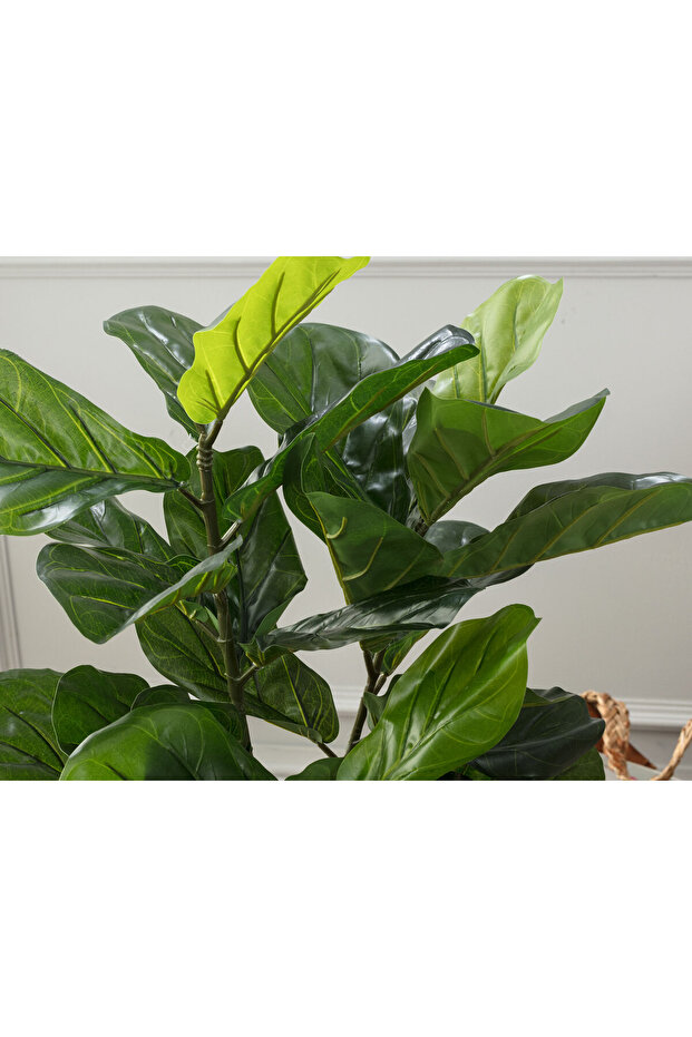 Joncher Saksılı Bitki - 2