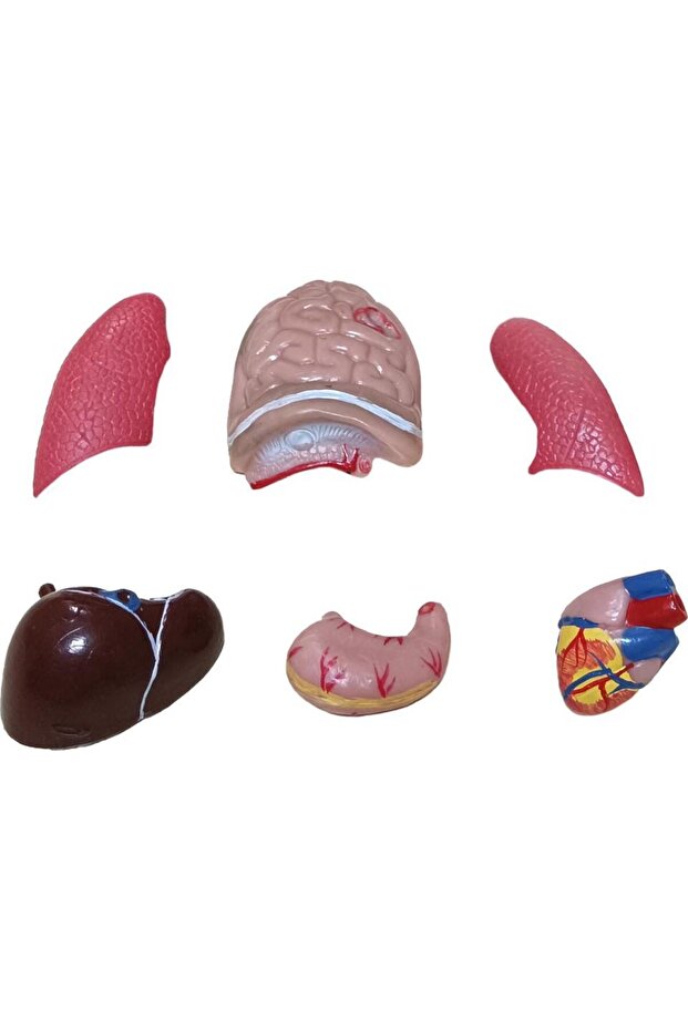 Human Body Small 28 cm - 2