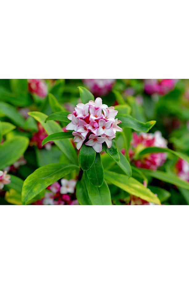 KAFKAS GÜLÜ FİDANI KOKULU - DAPHNE ODORA 'AUREOMARGINATA' - 1