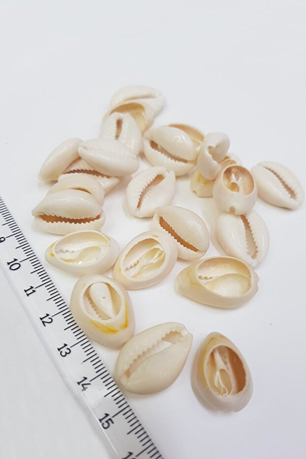 Conch Shell Greyhound Bead - 3
