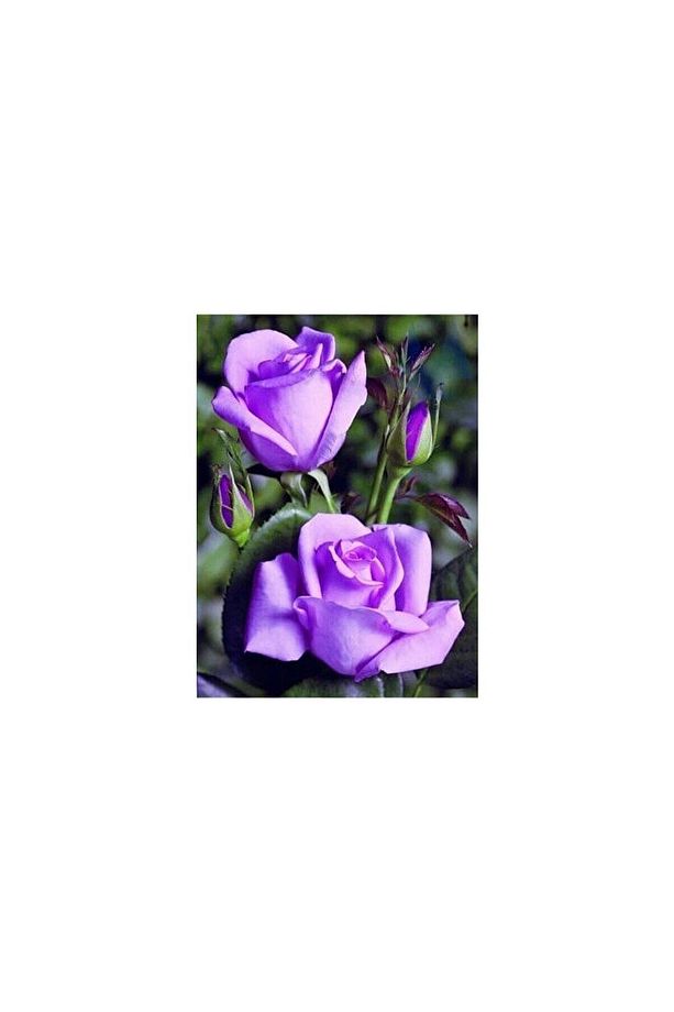 Yediveren Lila Gül Fidanı Yediveren Lilac Rose 1 Adet 30-50 Cm - 2
