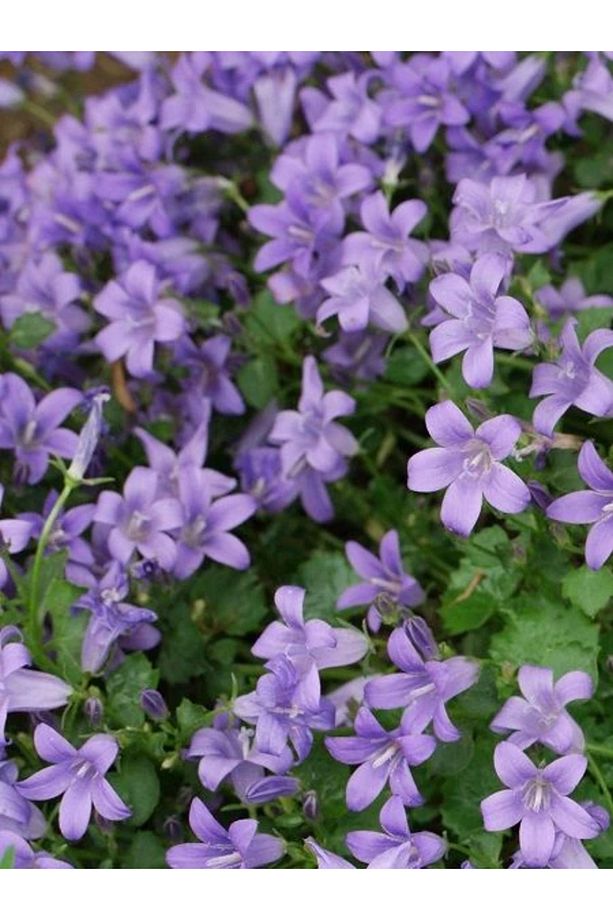 Mavi Çan Çiçeği Campanula Çiçek Tohumu - 1