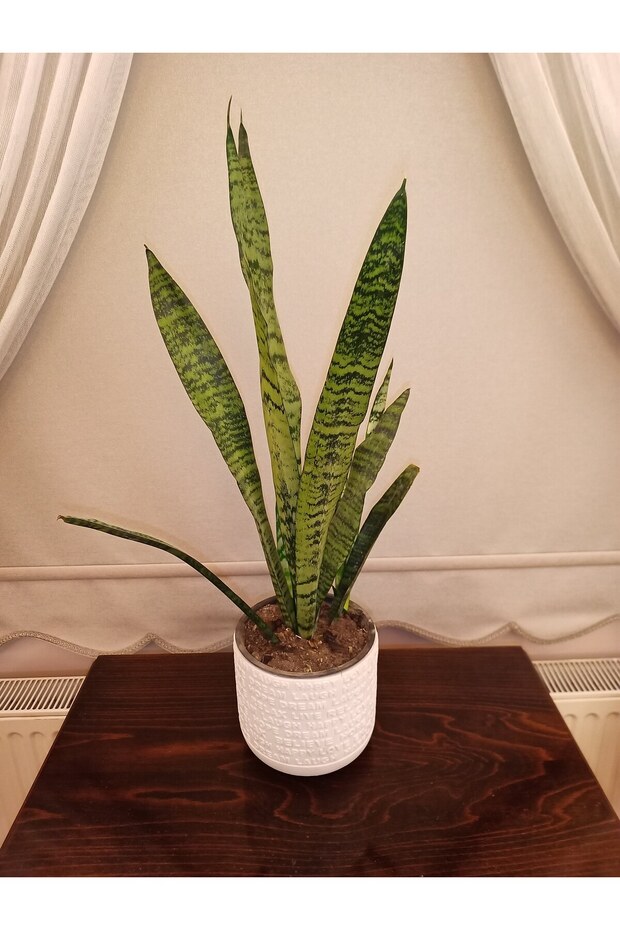 dileklisaksılık - 1