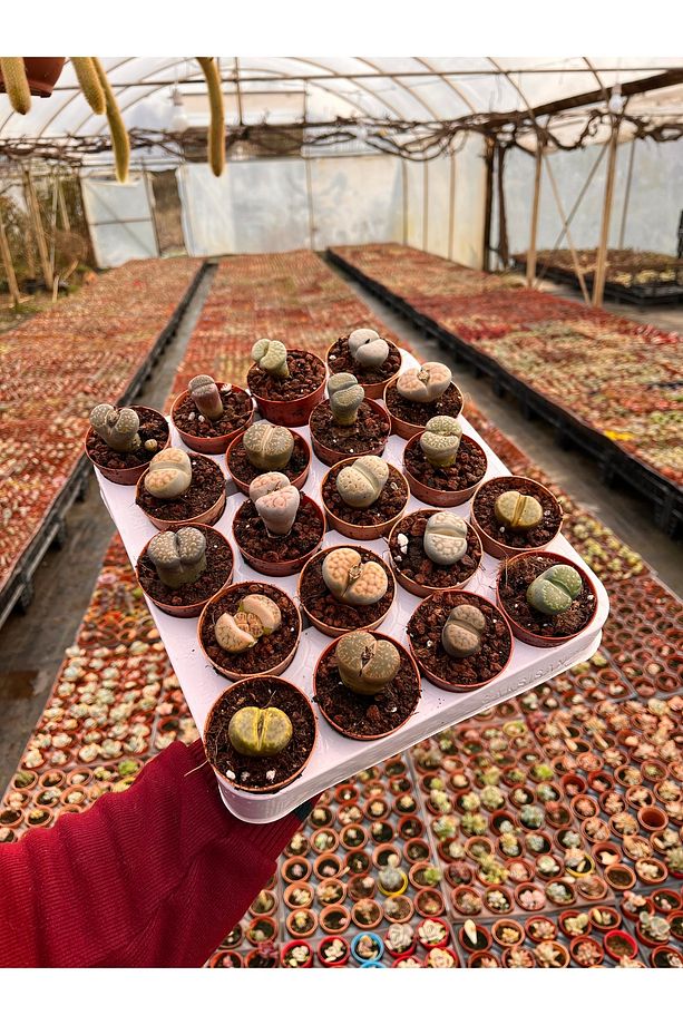 10 Adet Lithops - Yaşayan Taş Kaktüs - 1