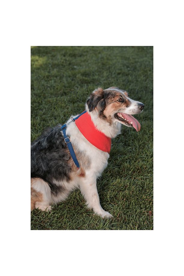 Norwick Soft Köpek Göğüs Tasması - 2
