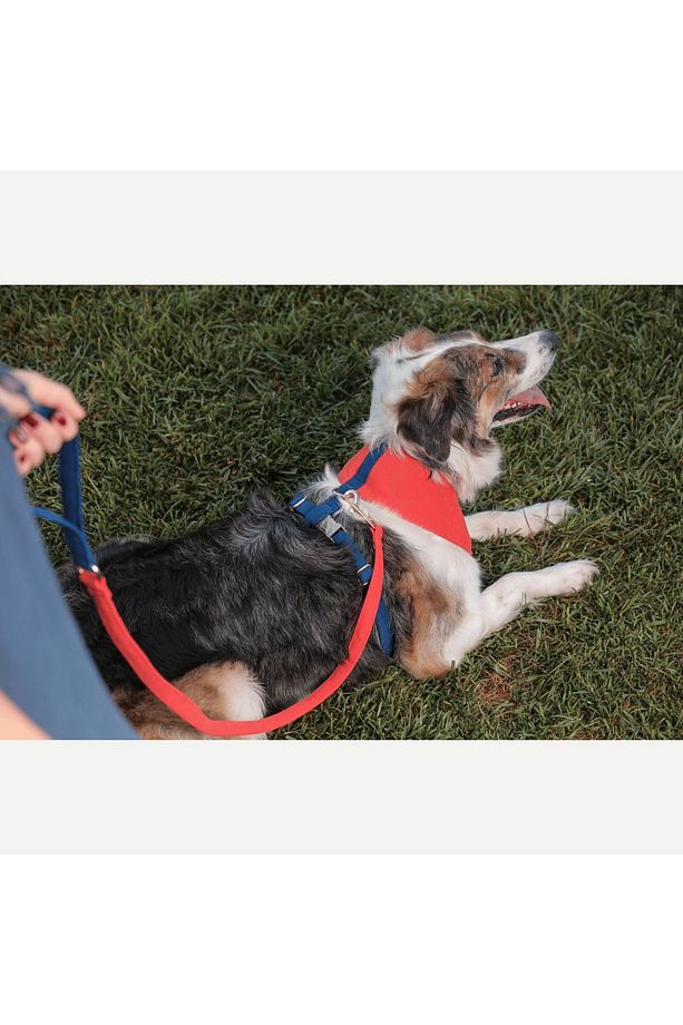 Norwick Soft Köpek Göğüs Tasma Seti - 2
