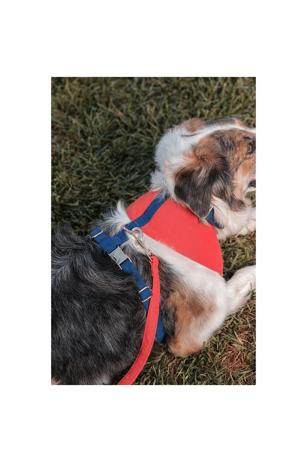 Norwick Soft Köpek Göğüs Tasma Seti - 3