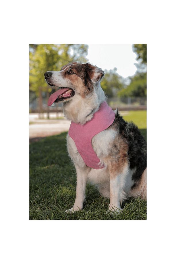 Supreme Soft Köpek Göğüs Tasması - 3
