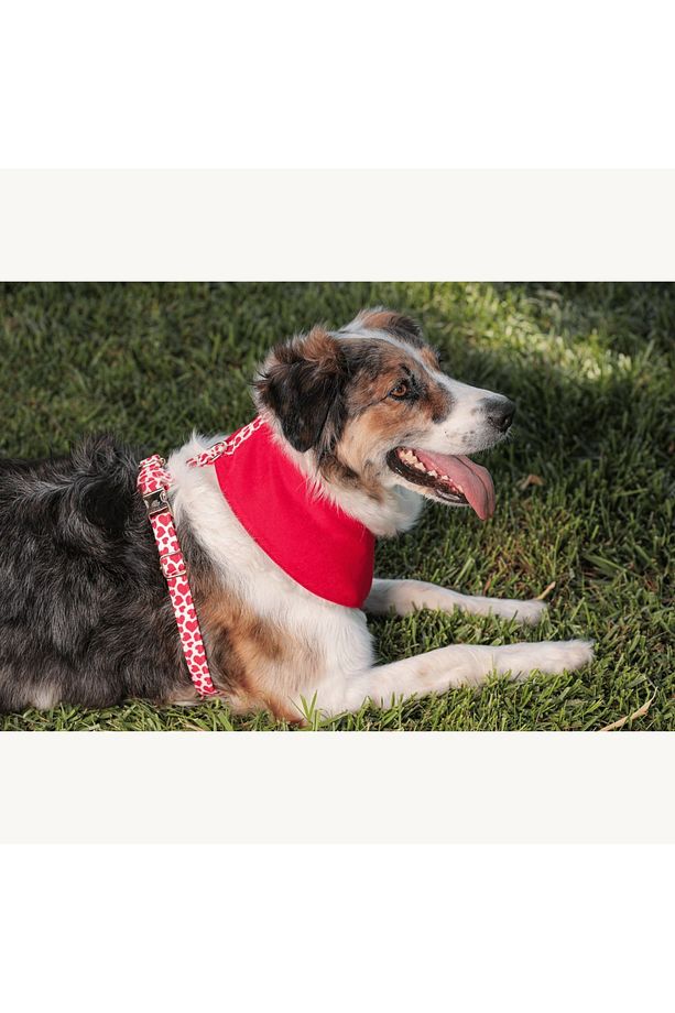 Valentine Soft Köpek Göğüs Tasması - 2