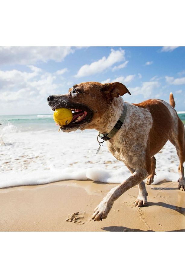 Fetch Suda Zıplayan Top Köpek Oyuncağı|dayanıklı Ve Yumuşak Yapı|su Üzerinde Zıplayan Top - 5