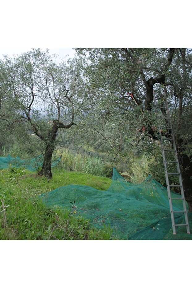 Zeytin Toplama Filesi 6mx8m - 4