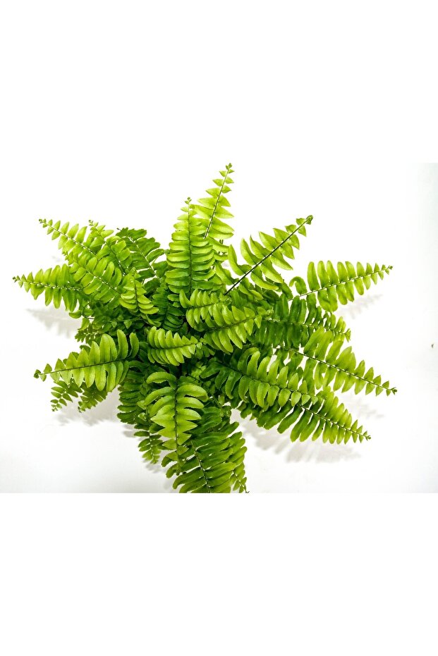 Fujer Aşk Merdiveni Nephrolepsis Exaltata - 3