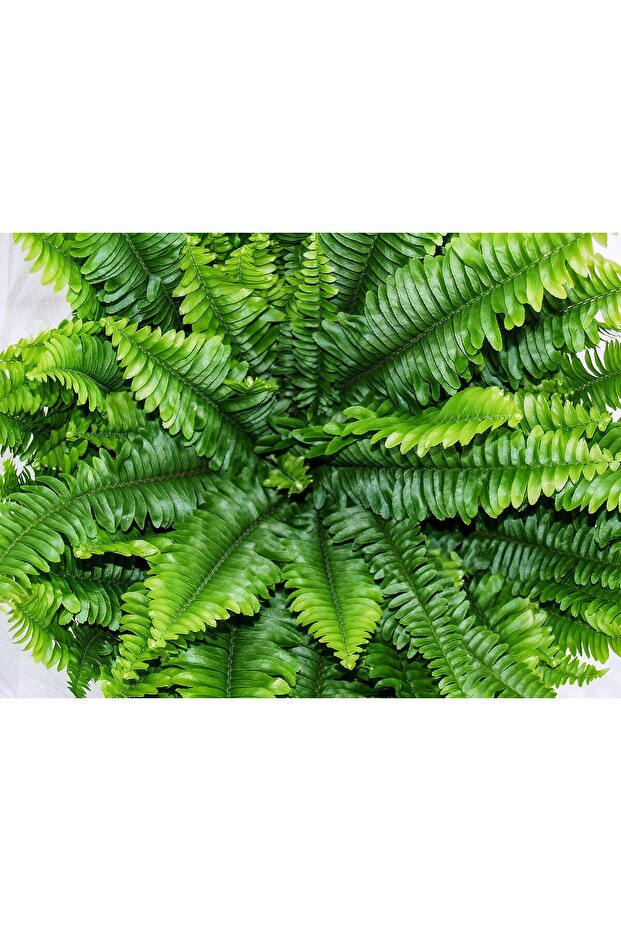 Fujer Aşk Merdiveni Nephrolepsis Exaltata - 5