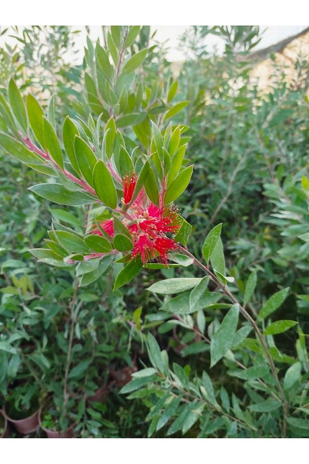 FIRÇA ÇALISI CALLİSTEMON 80-100 CM - ÇİÇEKLİ PEYZAJ/ÇİT BİTKİSİ - 7