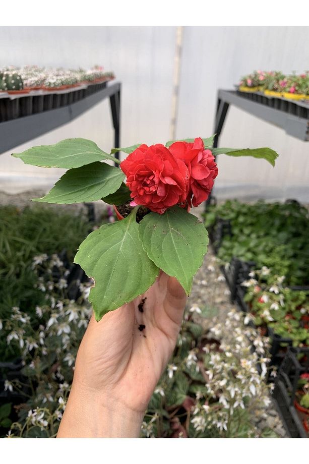 Videolu 2 Adet Karışık Renk Katmerli Cam Güzeli 10-20 Cm Saksılı Çiçekli Bodur Crassula Ovata - 2