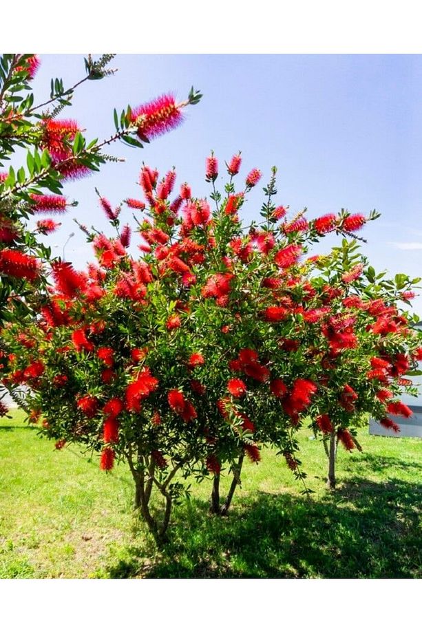 FIRÇA ÇALISI CALLİSTEMON 80-100 CM - ÇİÇEKLİ PEYZAJ/ÇİT BİTKİSİ - 1