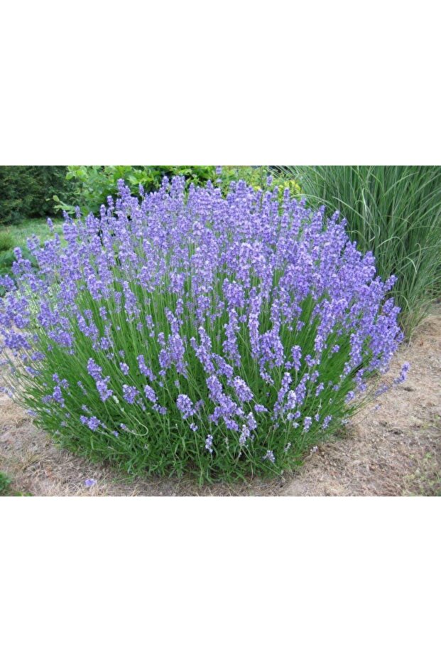20 Adet Lavanta Angustifolia Fidanı Fidesi - 2