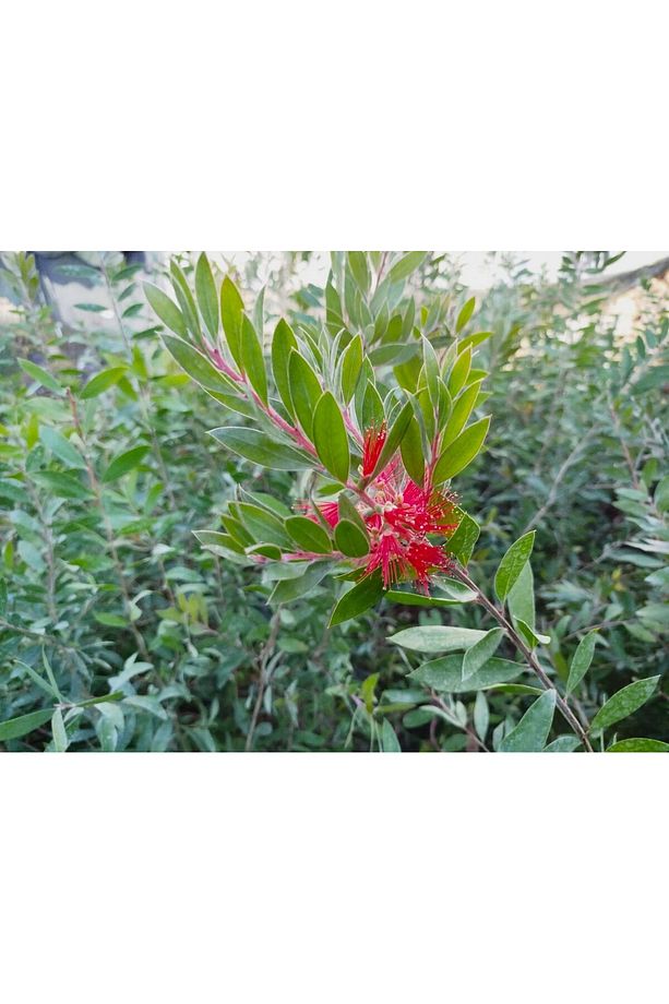FIRÇA ÇALISI CALLİSTEMON 80-100 CM - ÇİÇEKLİ PEYZAJ/ÇİT BİTKİSİ - 5