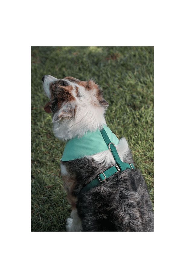 Shelby Soft Köpek Göğüs Tasması - 2