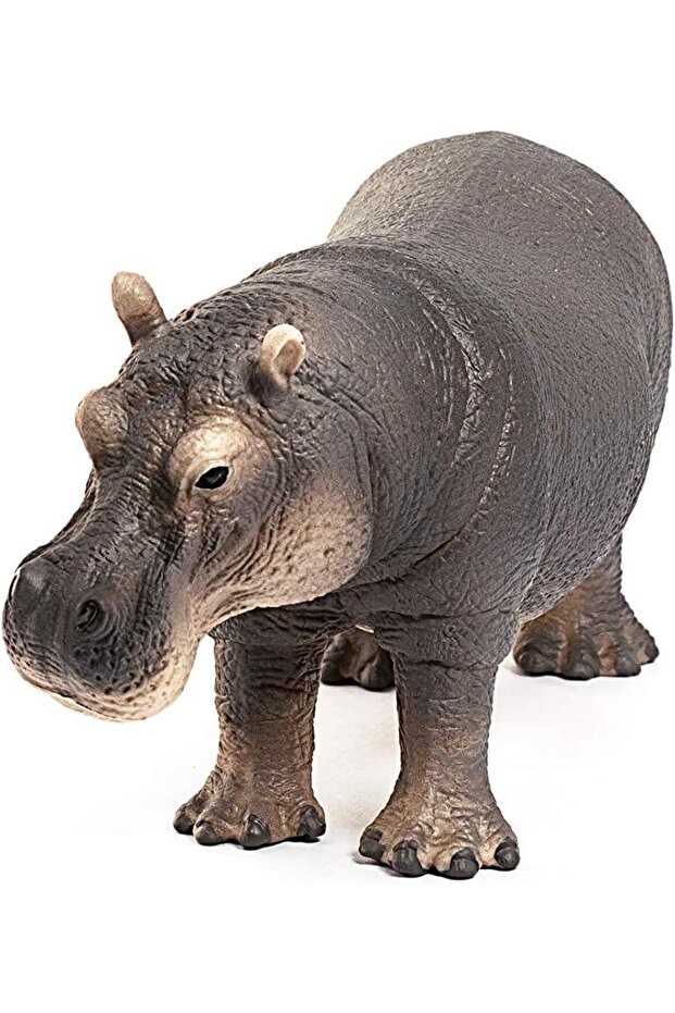 Su Aygırı 14814 - 3