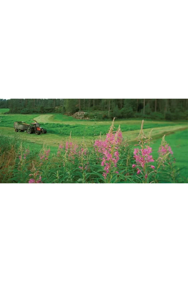 Korunga Tohumu-3 Kg - 4