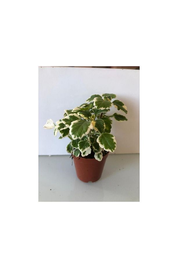 Sarı Yeşil Yaprak Güzeli 10-20 Cm - 1