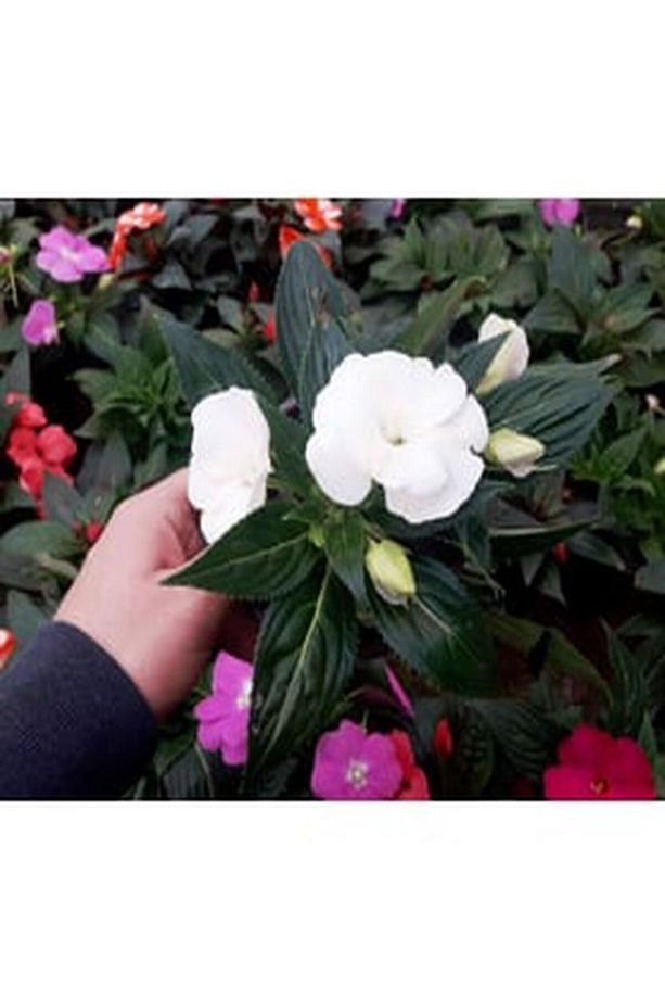 Videolu 2 Adet Karışık Renk Katmerli Cam Güzeli 10-20 Cm Saksılı Çiçekli Bodur Crassula Ovata - 3