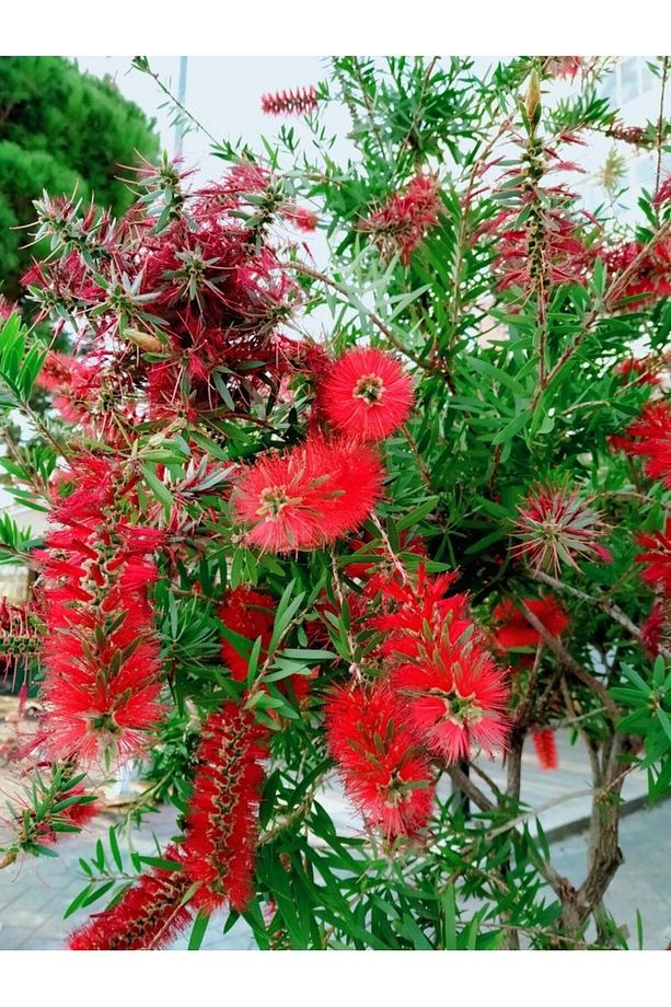 FIRÇA ÇALISI CALLİSTEMON 80-100 CM - ÇİÇEKLİ PEYZAJ/ÇİT BİTKİSİ - 3