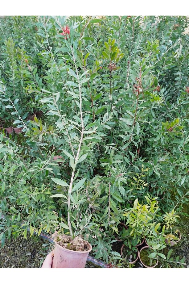 FIRÇA ÇALISI CALLİSTEMON 80-100 CM - ÇİÇEKLİ PEYZAJ/ÇİT BİTKİSİ - 6