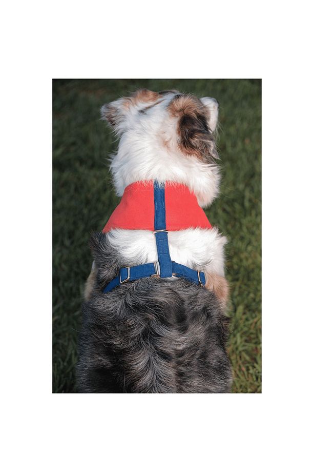 Norwick Soft Köpek Göğüs Tasması - 3
