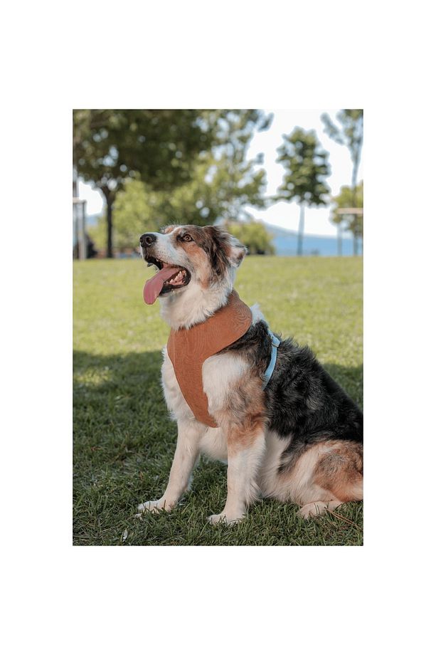 Rocco Soft Köpek Göğüs Tasma Seti - 3