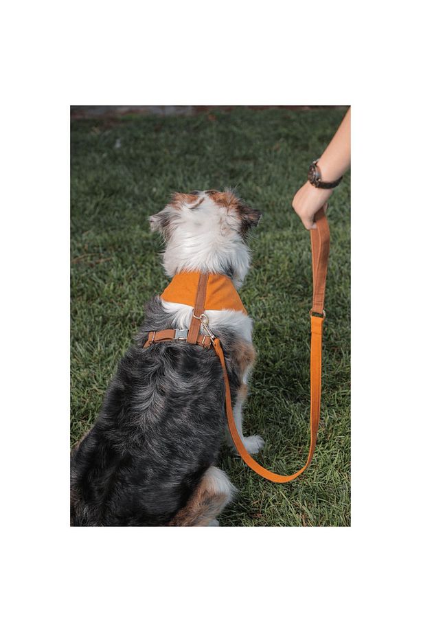 Harlowe Soft Köpek Göğüs Tasma Seti - 2