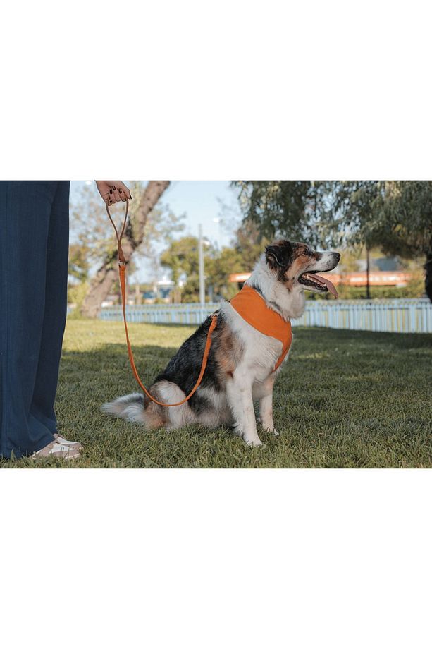 Harlowe Soft Köpek Göğüs Tasma Seti - 3
