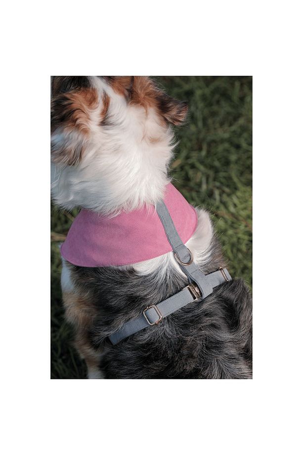 Supreme Soft Köpek Göğüs Tasması - 2