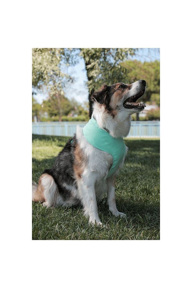 Shelby Soft Köpek Göğüs Tasması - 3