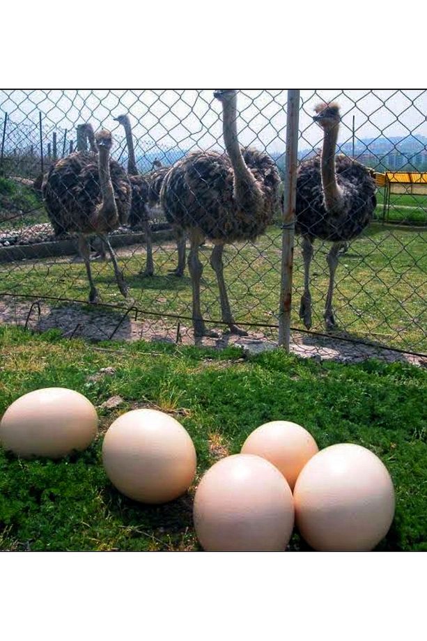 Temizlenmiş Mega Boy Devekuşu Yumurtası Örümcek Kovucu Asma Aparatı Ve Kargo Bedava Devekuşu Dünyası - 2
