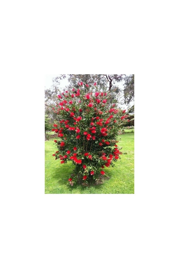 Fırça Çalısı - 1